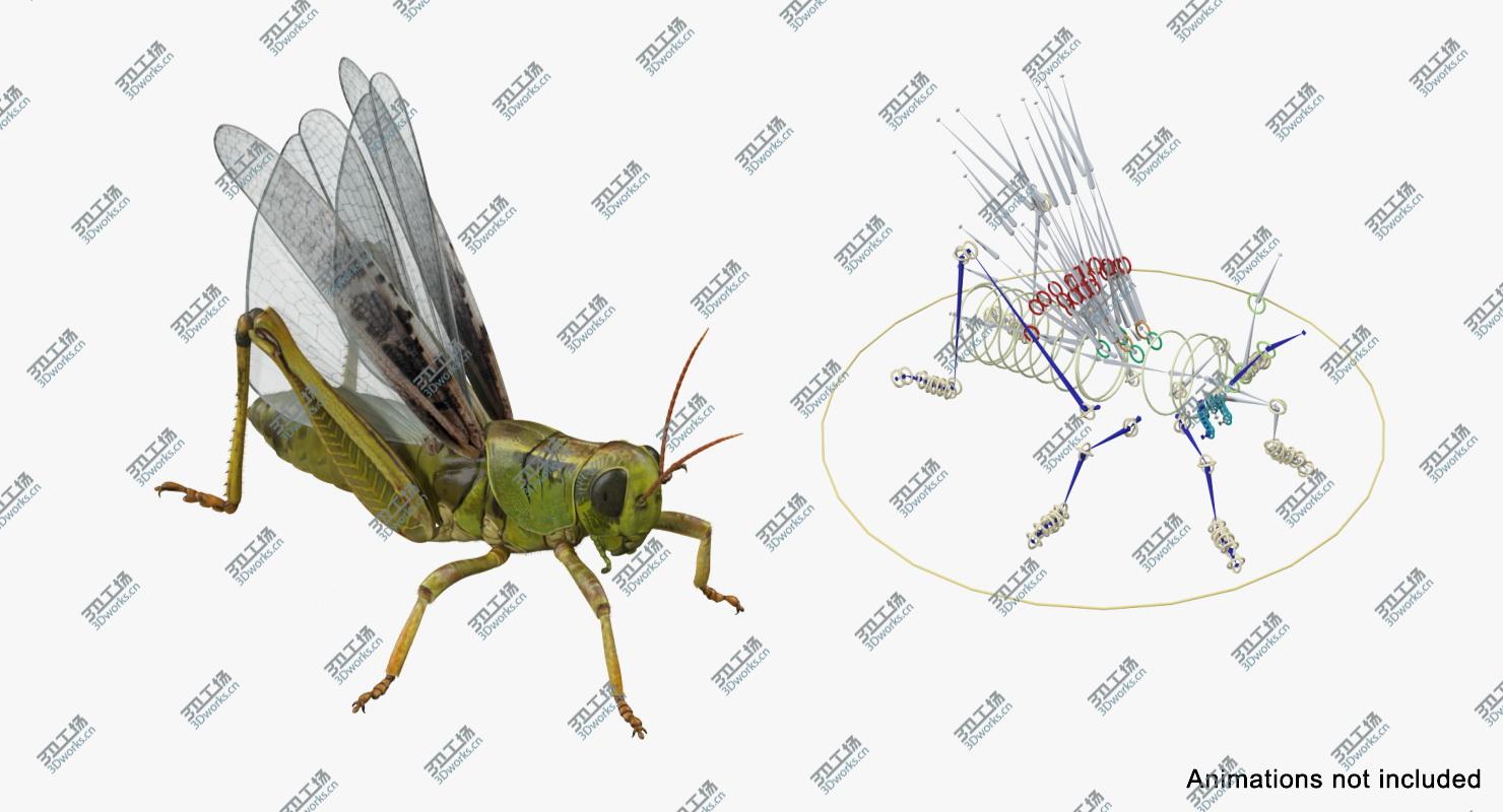 images/goods_img/202104092/3D Grasshopper with Fur Rigged model/3.jpg